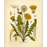 Painting of yellowy gold dandelion flowers, mossy green leaves, and fluffy dandelion seeds.