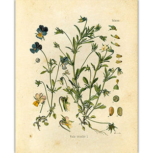 Painting of small viola flowers of pink, blue, purple, and yellow. Illustrations of seeds and stamen are also included.