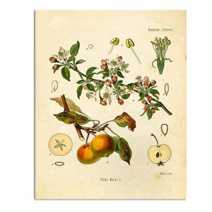 painting of apple blossoms, seeds, fruit, and cross sections.