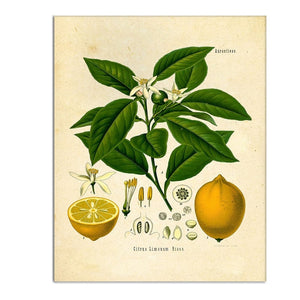 Painting of lemon fruit, fruit cross section, large green leaves and white blossoms.