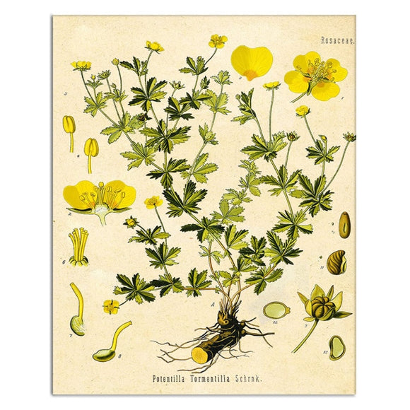 Painting of yellow buttercup blossoms, green leaves, as well as the seeds, and root.